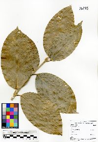 Schlegelia parviflora image