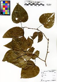 Bauhinia guianensis image