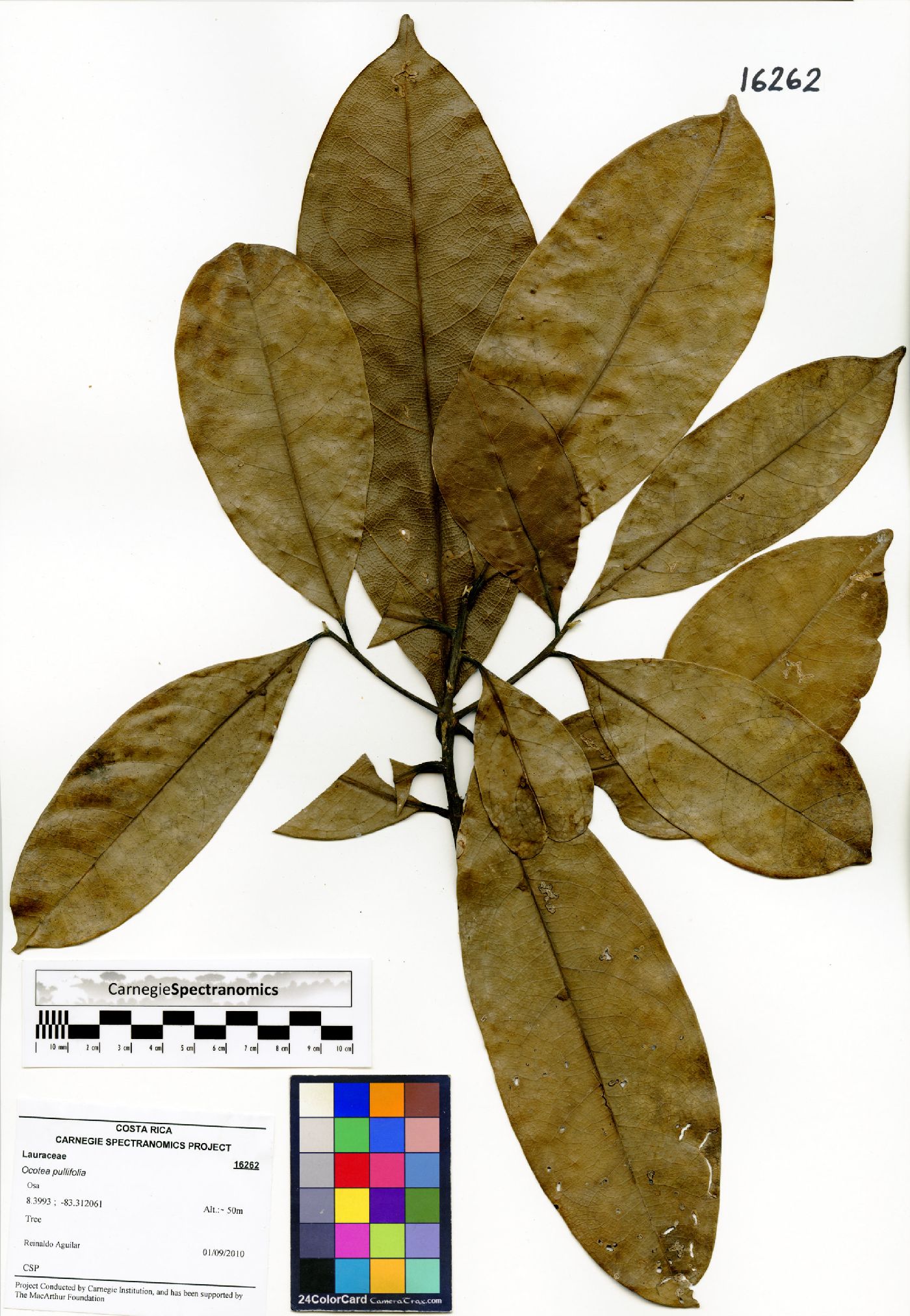 Ocotea pullifolia image