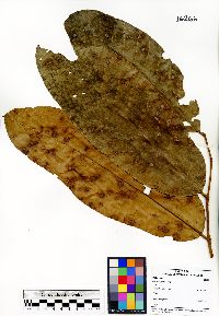 Carapa guianensis image