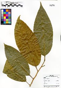 Minquartia guianensis image