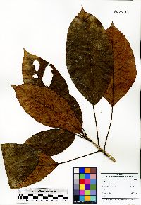 Dendropanax caucanus image