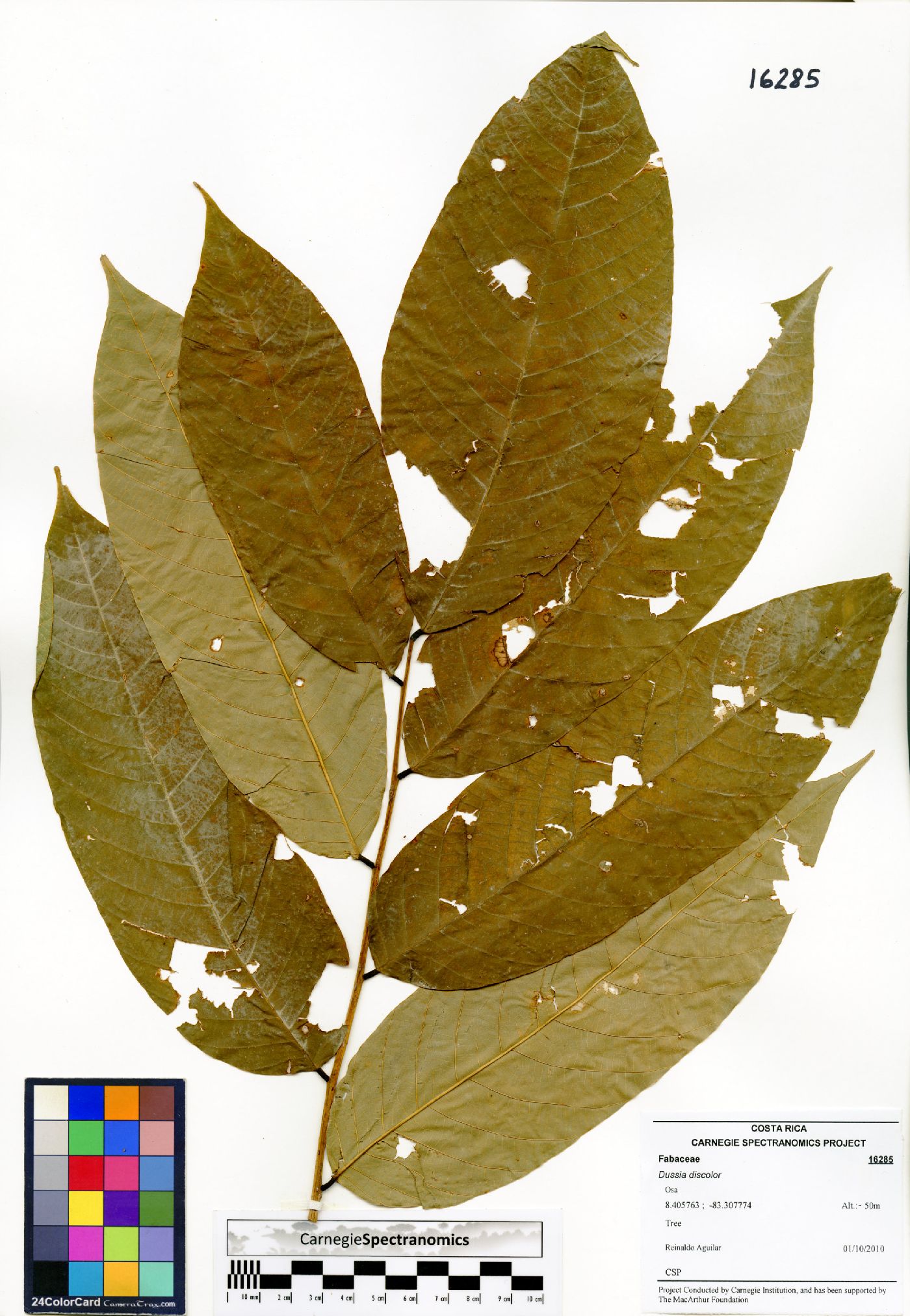 Dussia discolor image