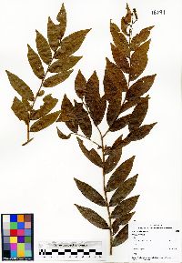 Image of Hirtella tubiflora