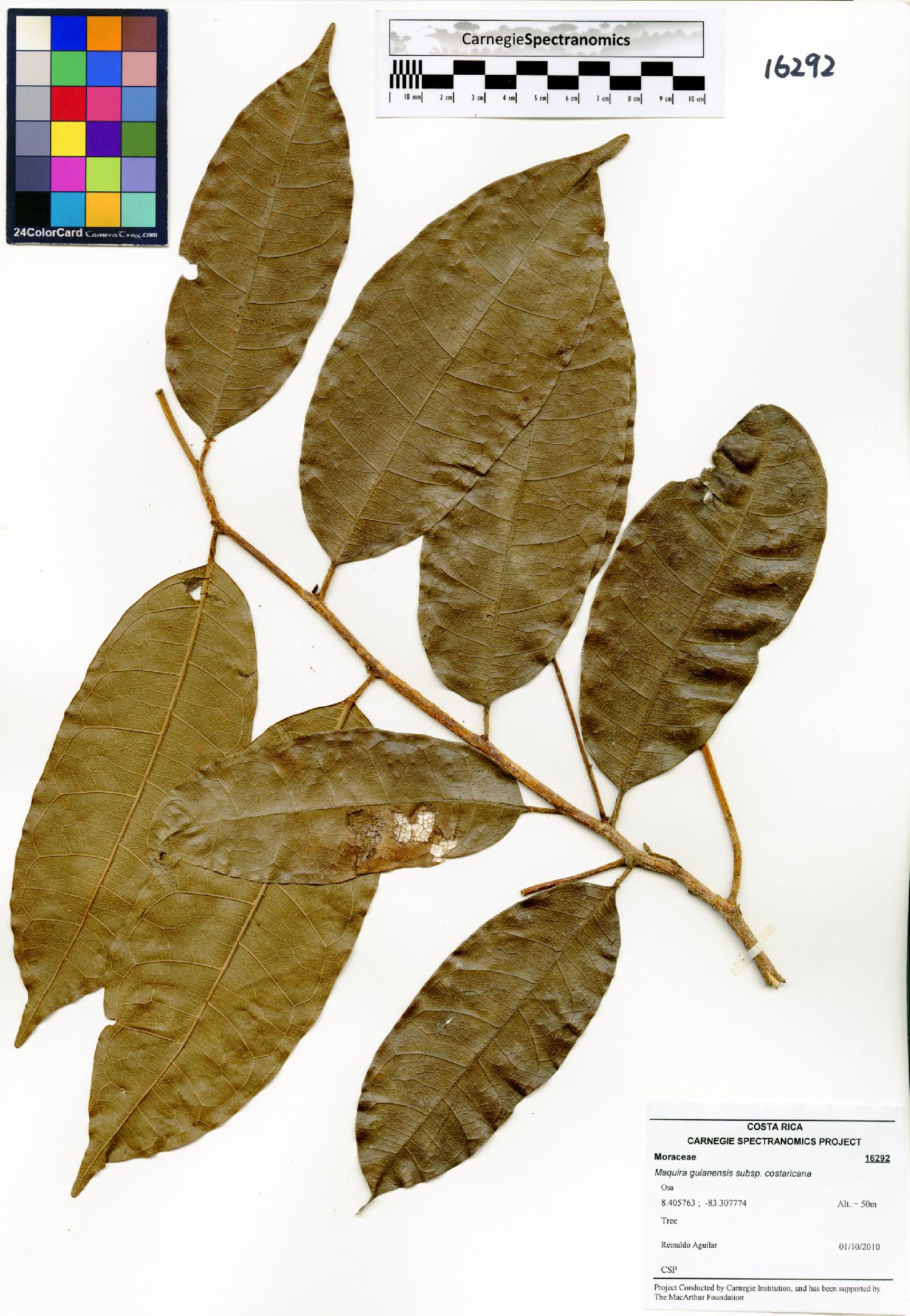 Maquira guianensis subsp. costaricana image