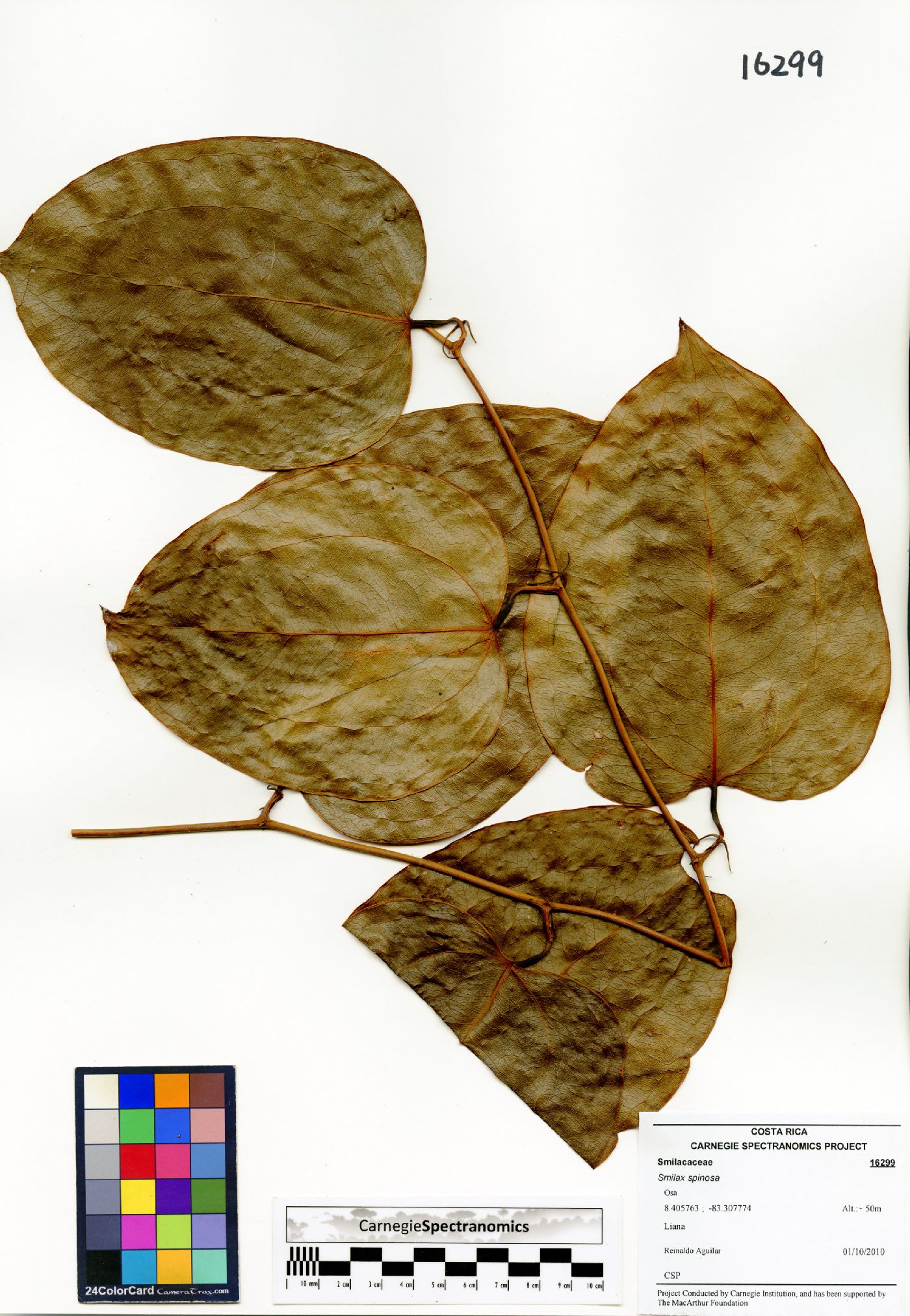 Smilax spinosa image