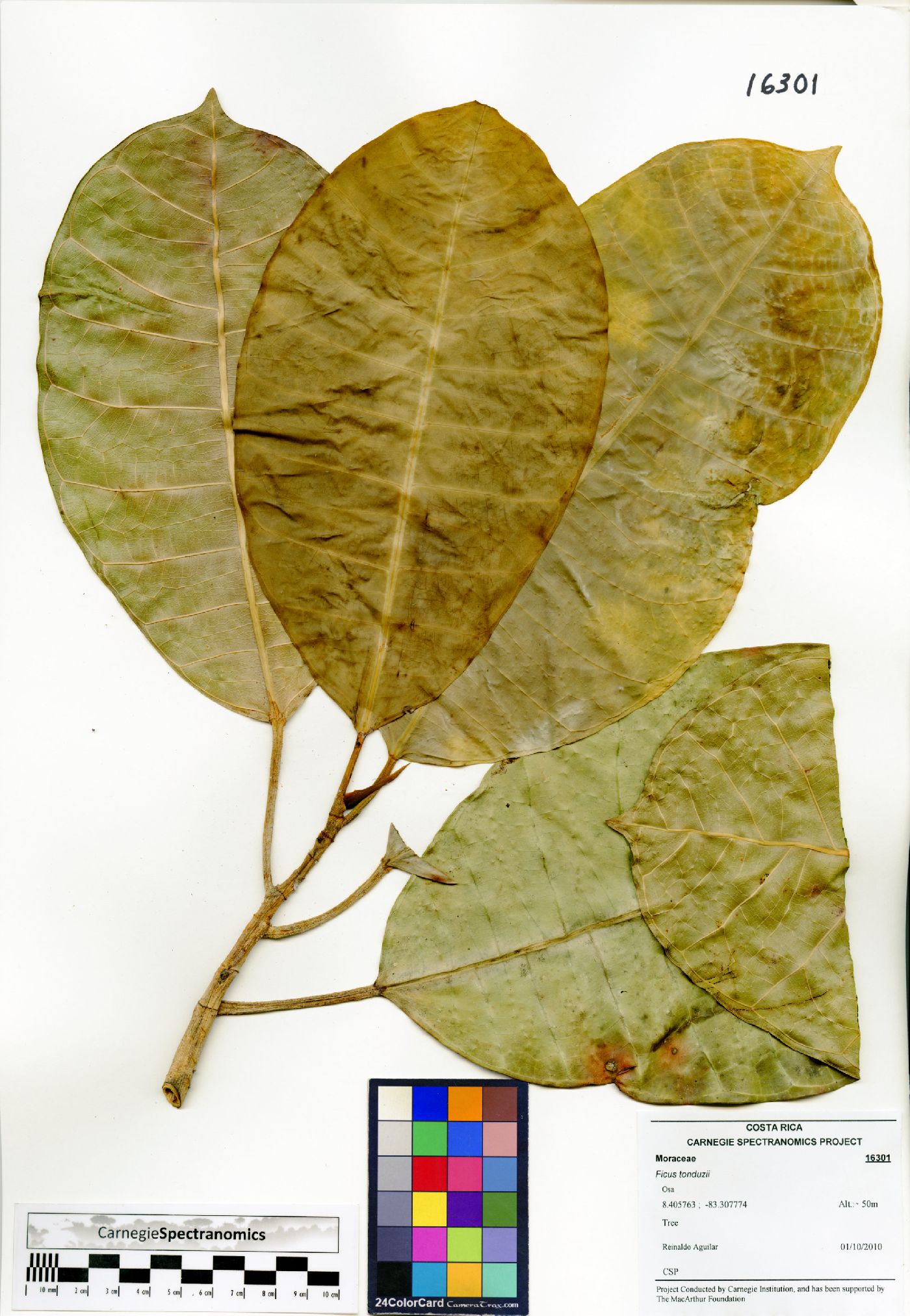 Ficus tonduzii image