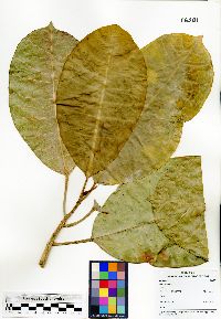 Ficus tonduzii image