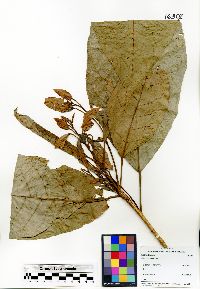 Croton schiedeanus image