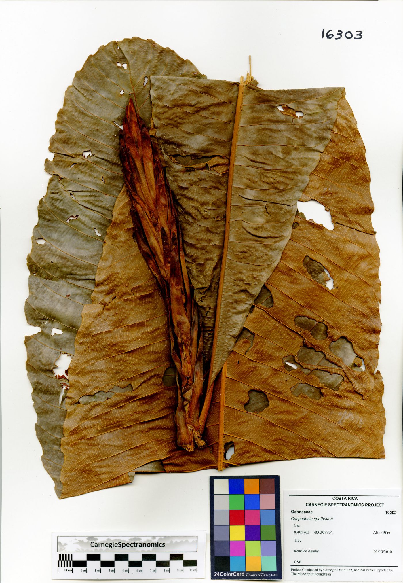 Cespedesia spathulata image
