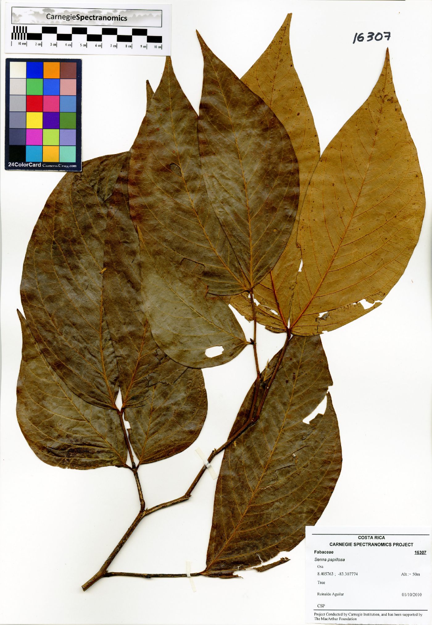 Senna papillosa image