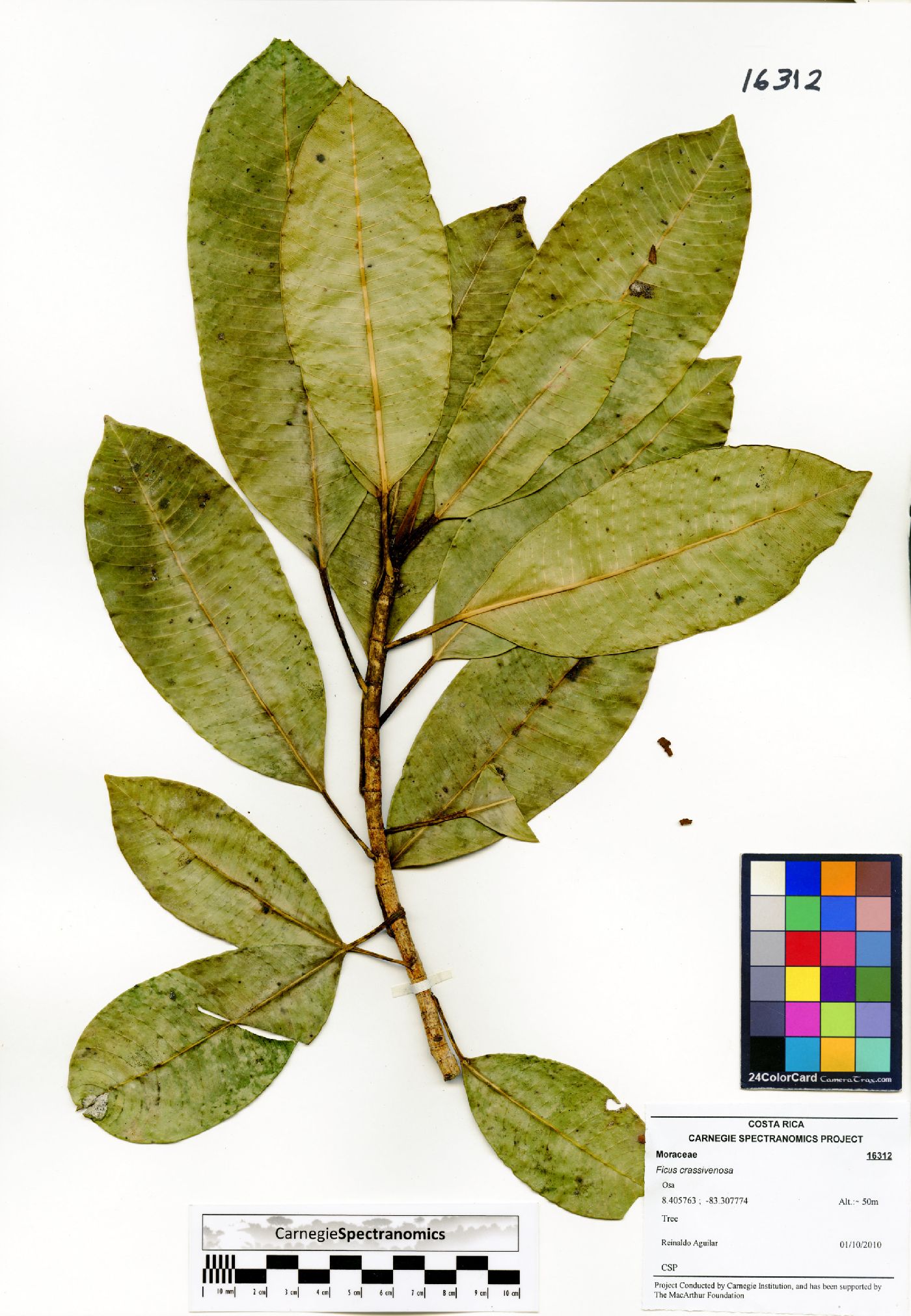 Ficus crassiuscula image