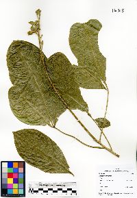 Image of Angostura granulosa