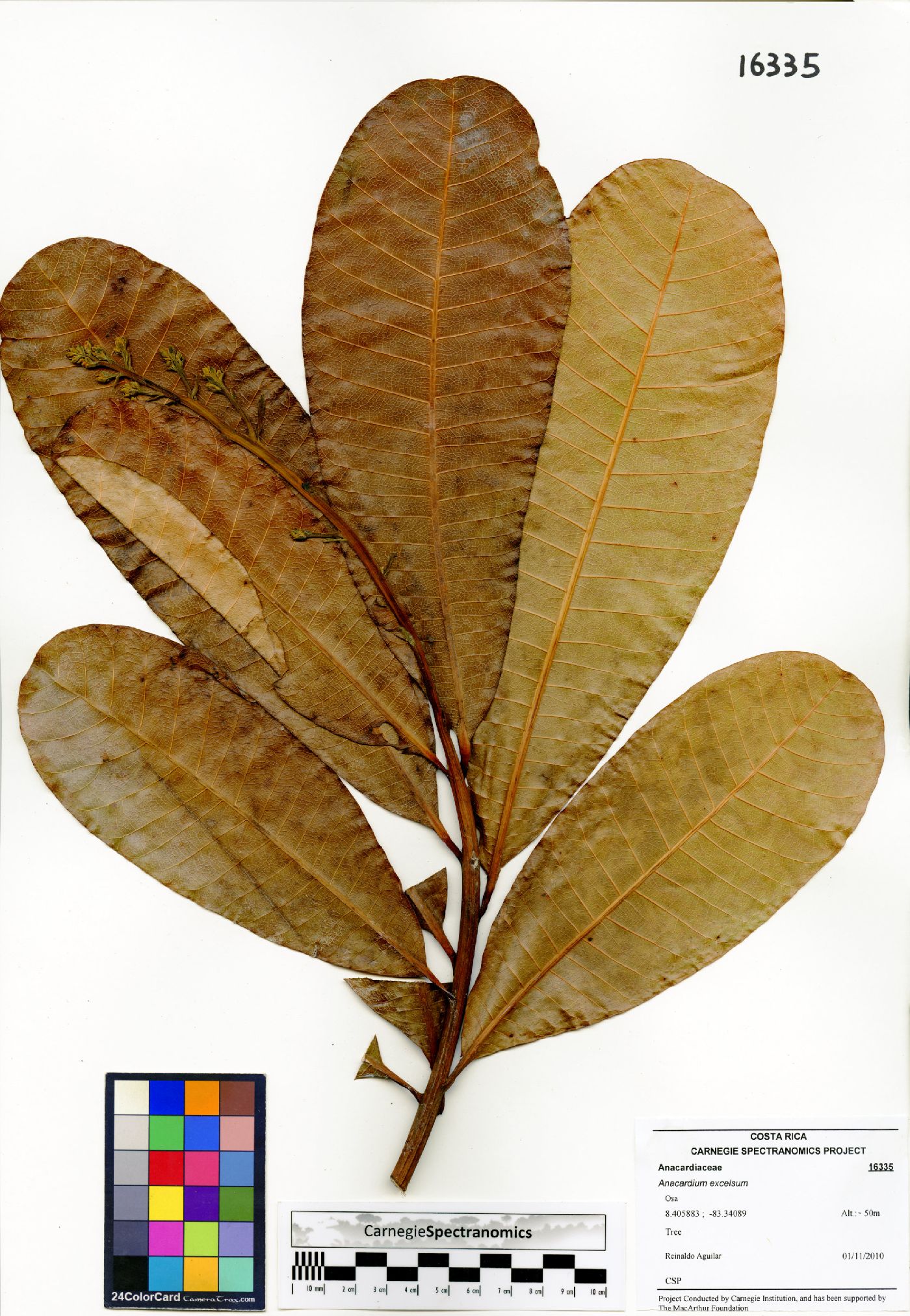 Anacardium excelsum image