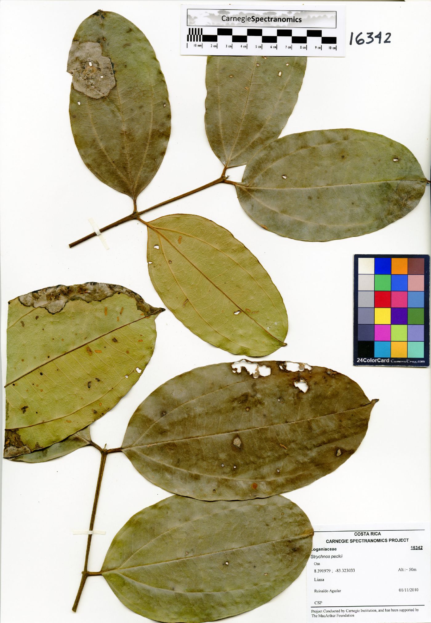 Strychnos peckii image