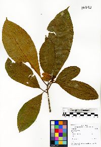 Tovomita longifolia image