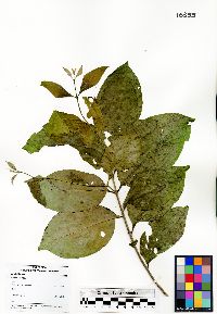 Bunchosia polystachia image