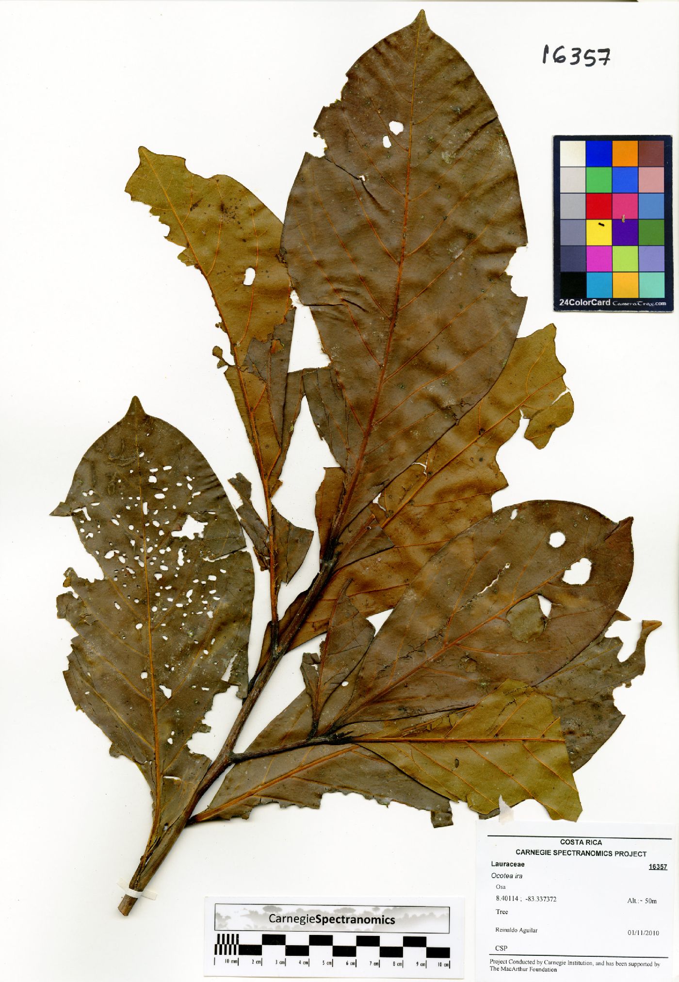 Ocotea insularis image