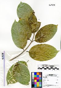 Image of Tetrapterys tinifolia