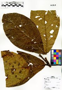 Hiraea grandifolia image