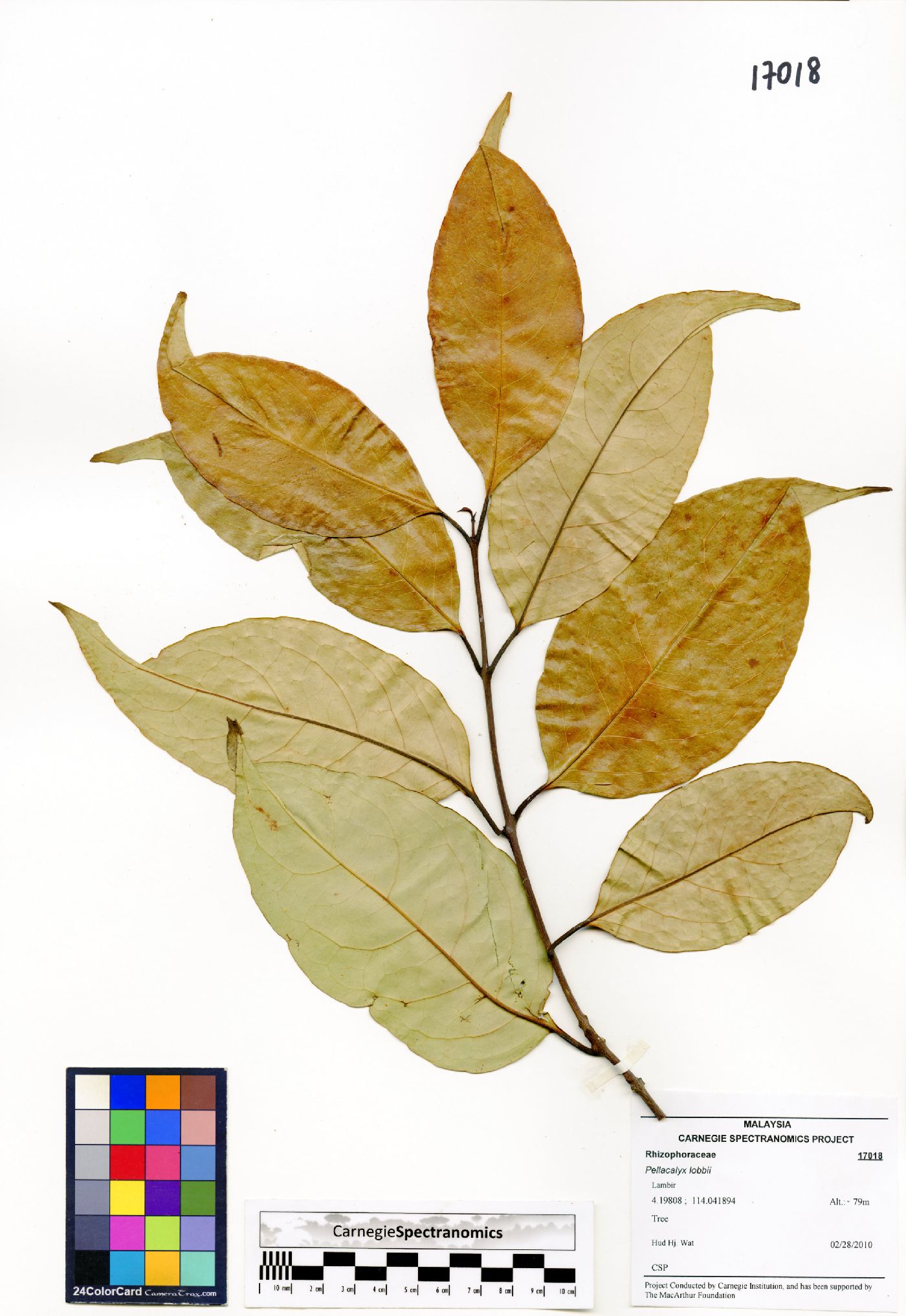 Pellacalyx lobbii image