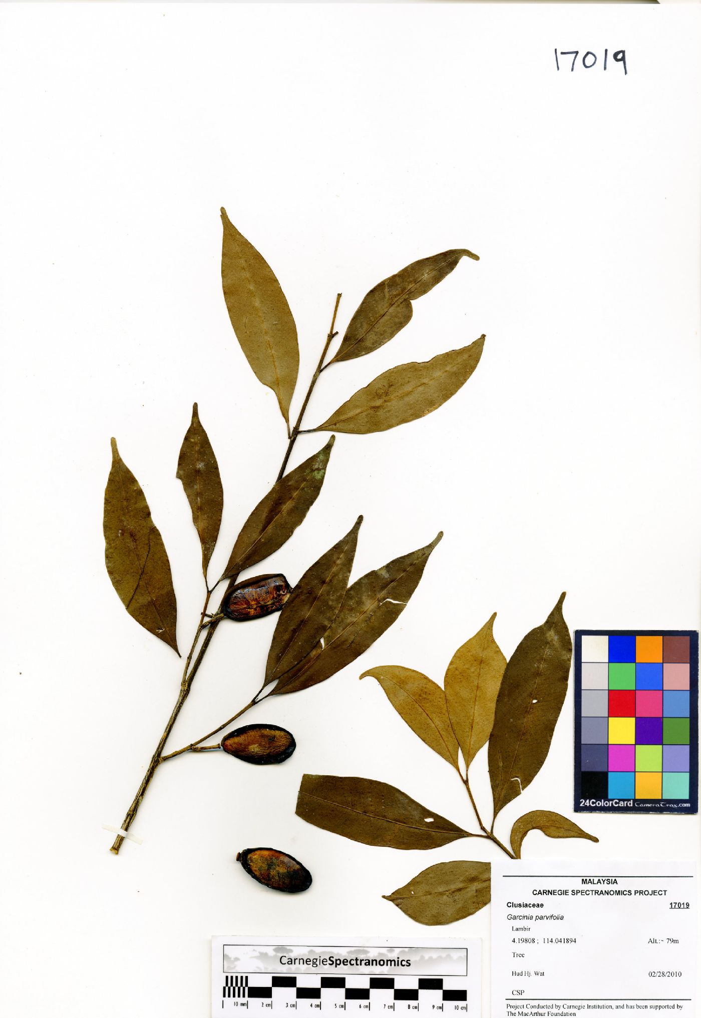 Garcinia parvifolia image