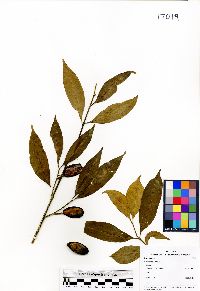 Garcinia parvifolia image