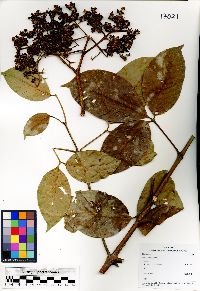 Image of Melicope lunu-ankenda