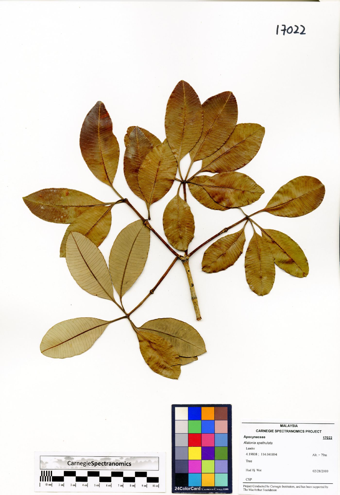 Alstonia spatulata image