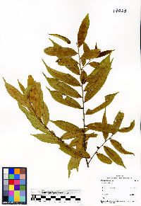 Image of Eurya acuminata