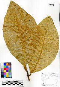 Artocarpus odoratissimus image