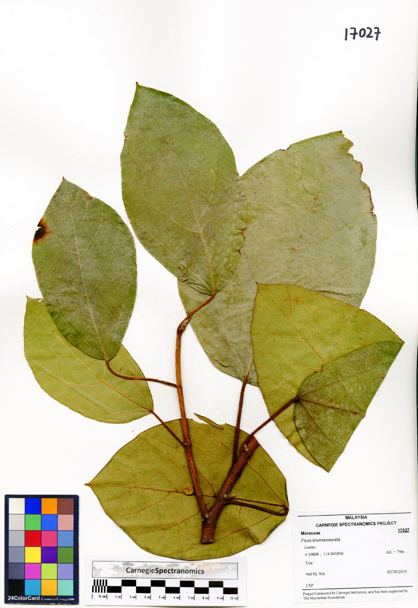 Ficus brunneoaurata image