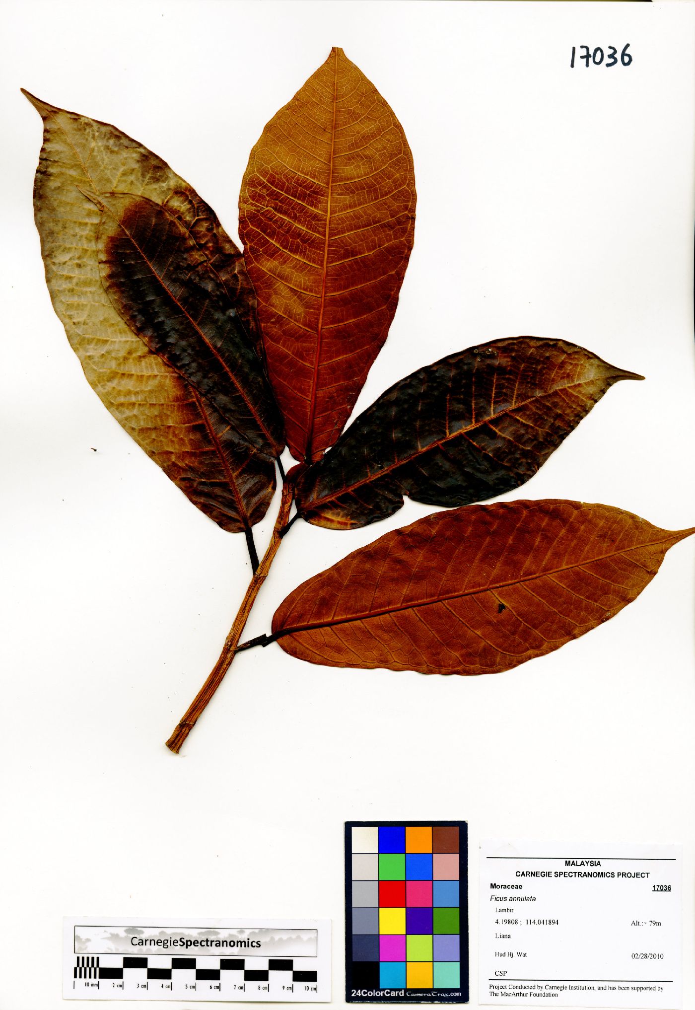 Ficus annulata image