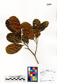 Neoscortechinia kingii image