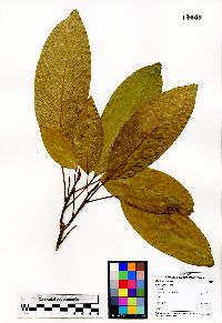 Image of Bhesa paniculata