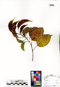 Sloanea javanica image