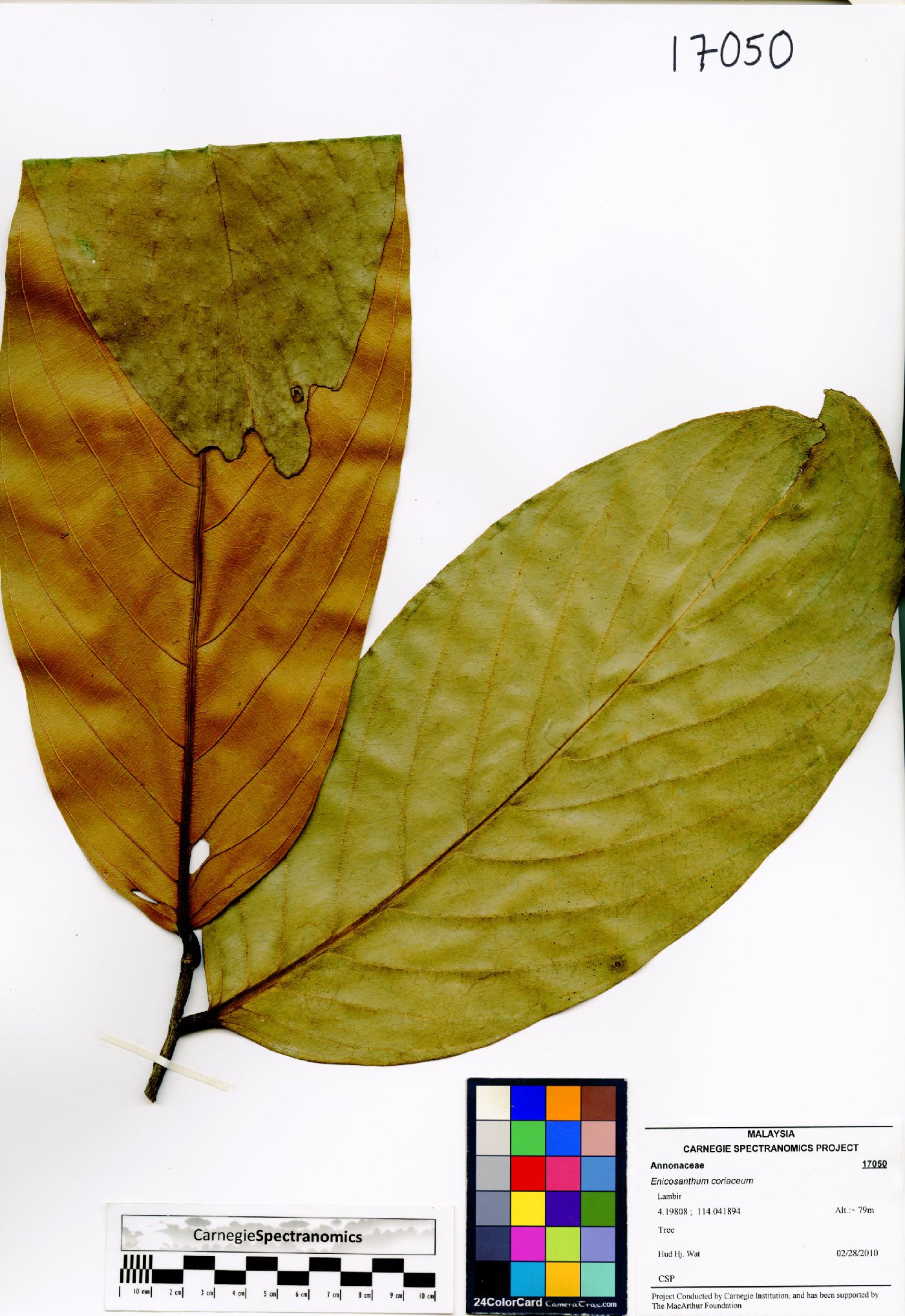 Enicosanthum coriaceum image
