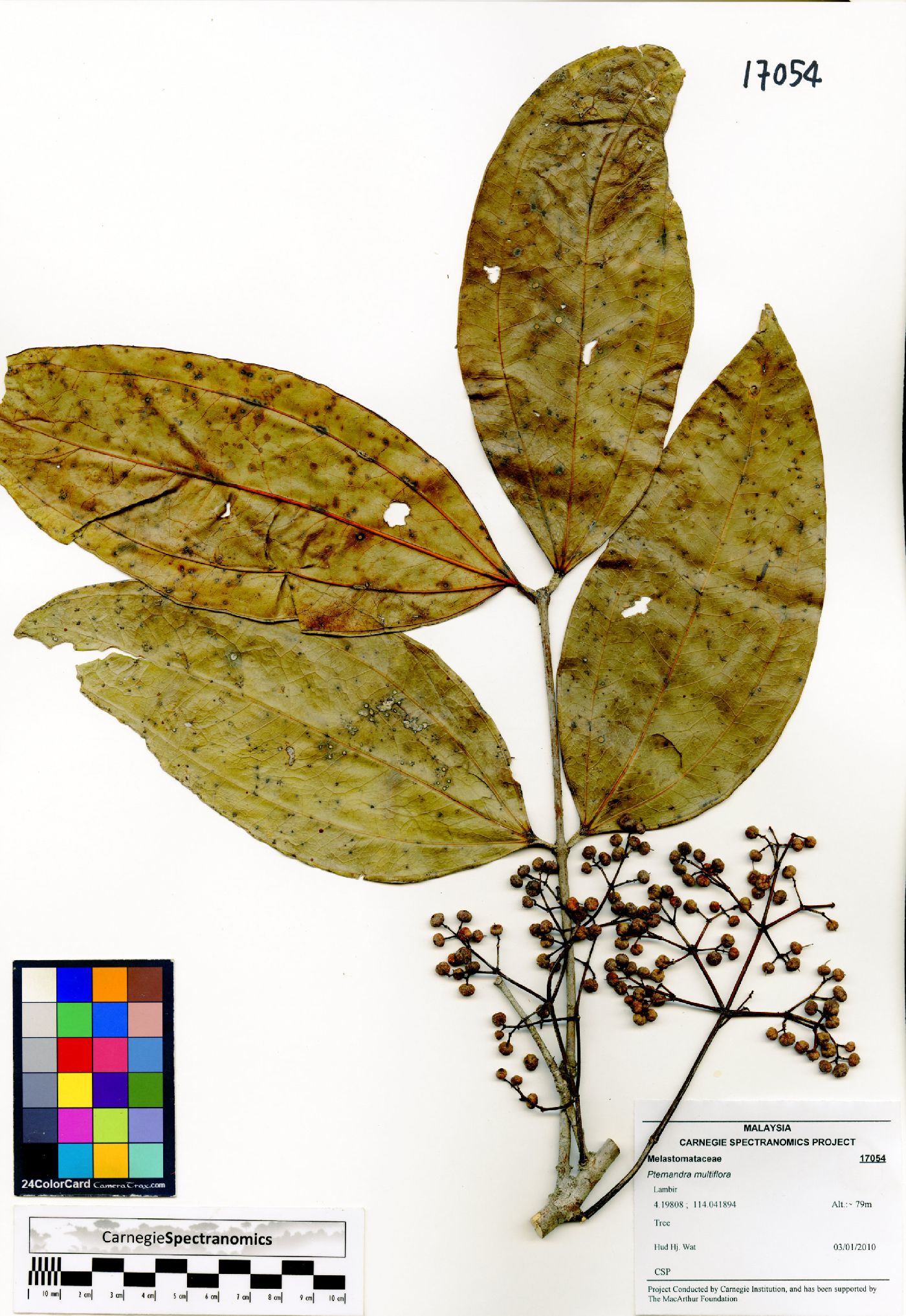 Pternandra multiflora image