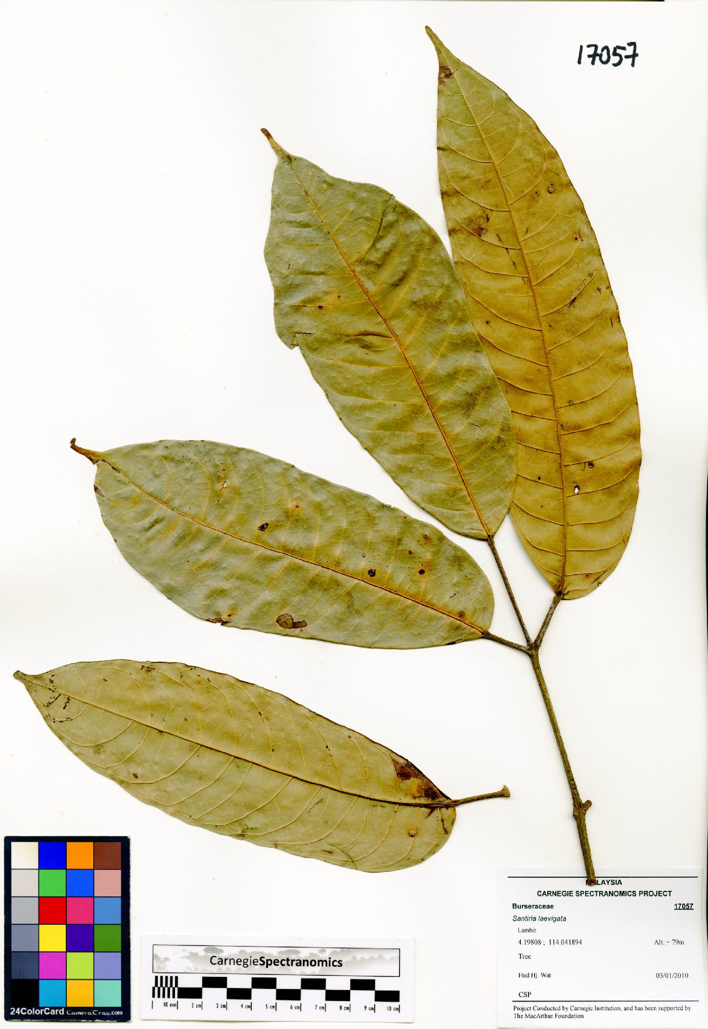 Santiria laevigata image