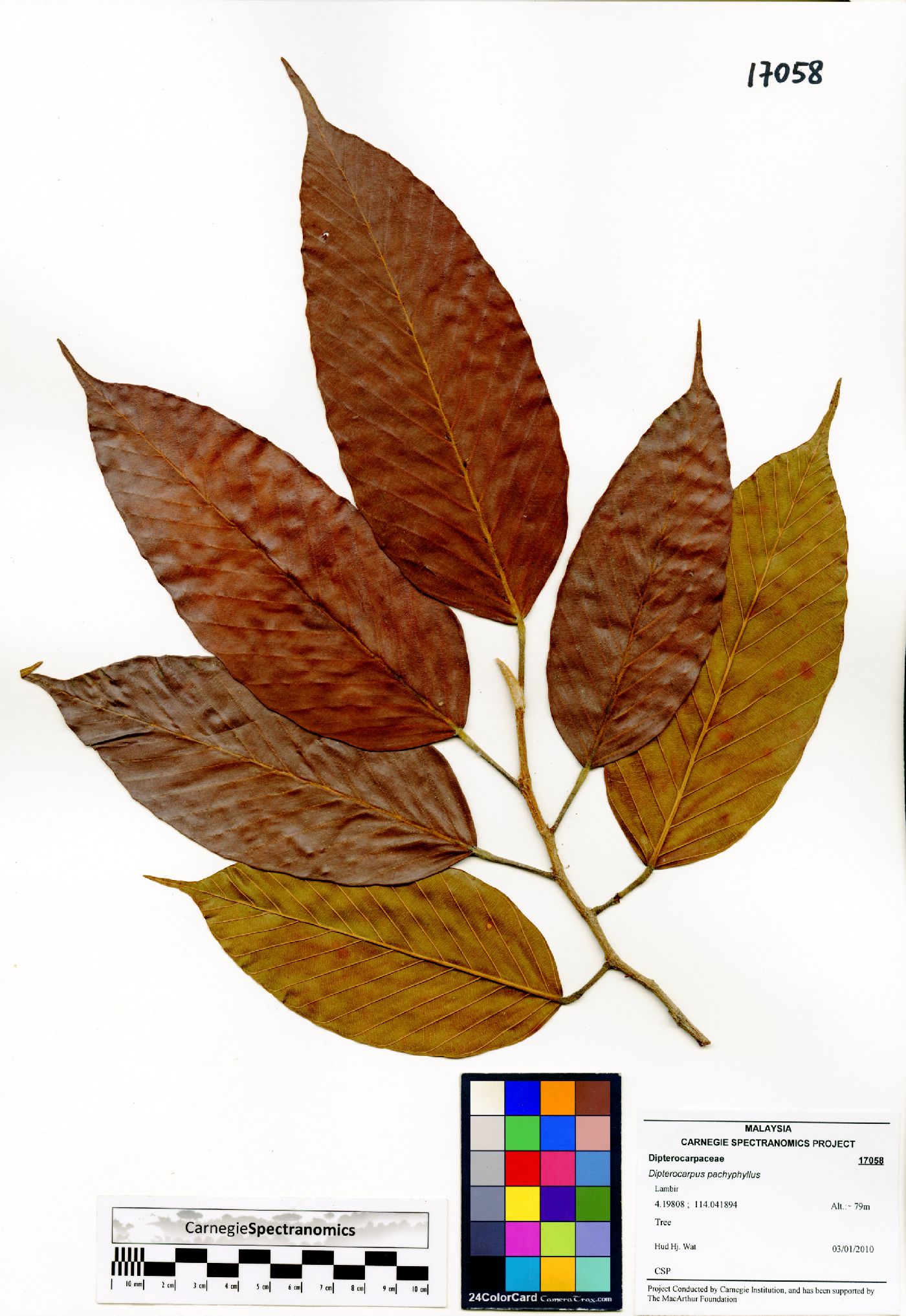 Dipterocarpus pachyphyllus image