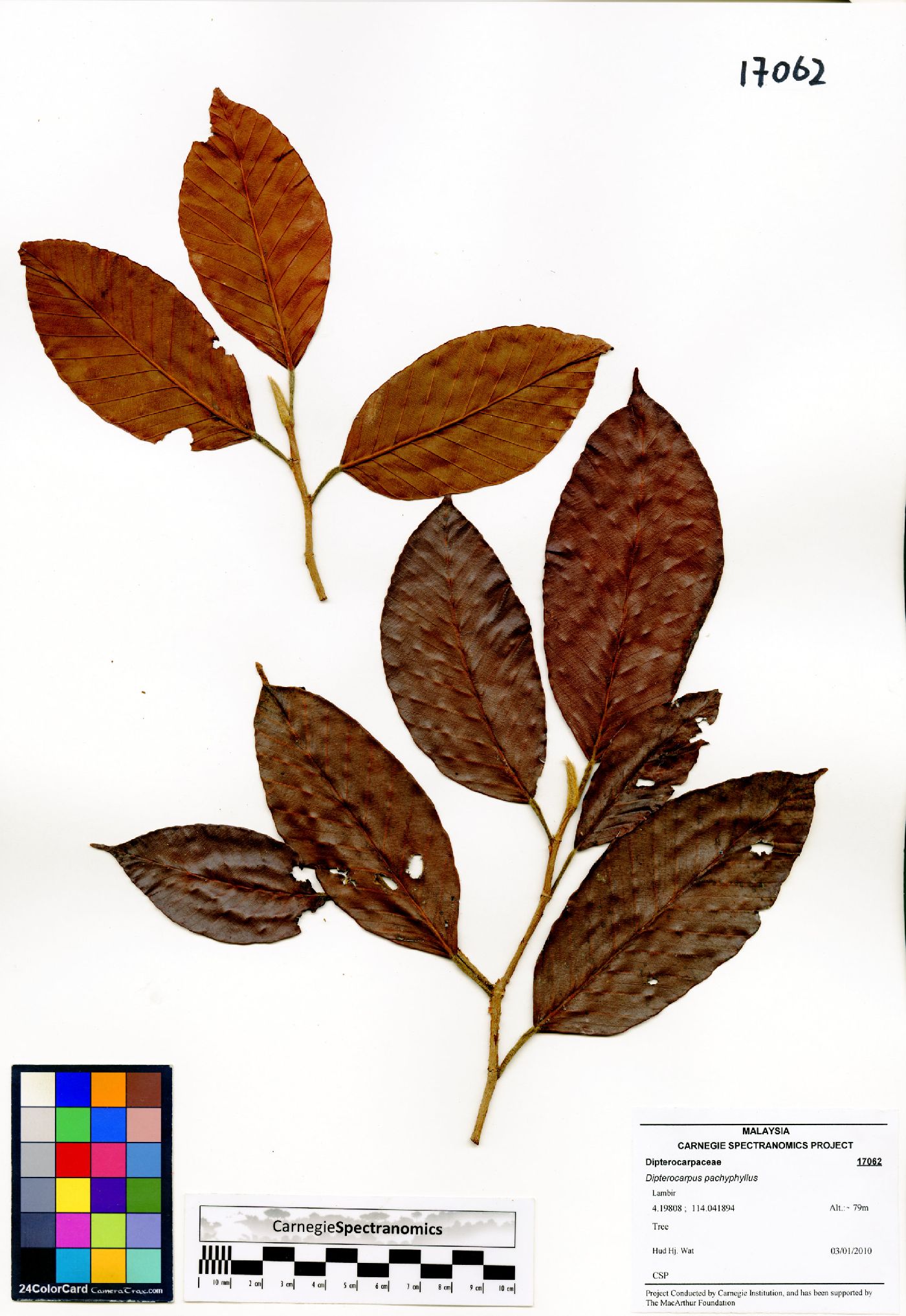 Dipterocarpus pachyphyllus image