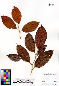 Dipterocarpus pachyphyllus image