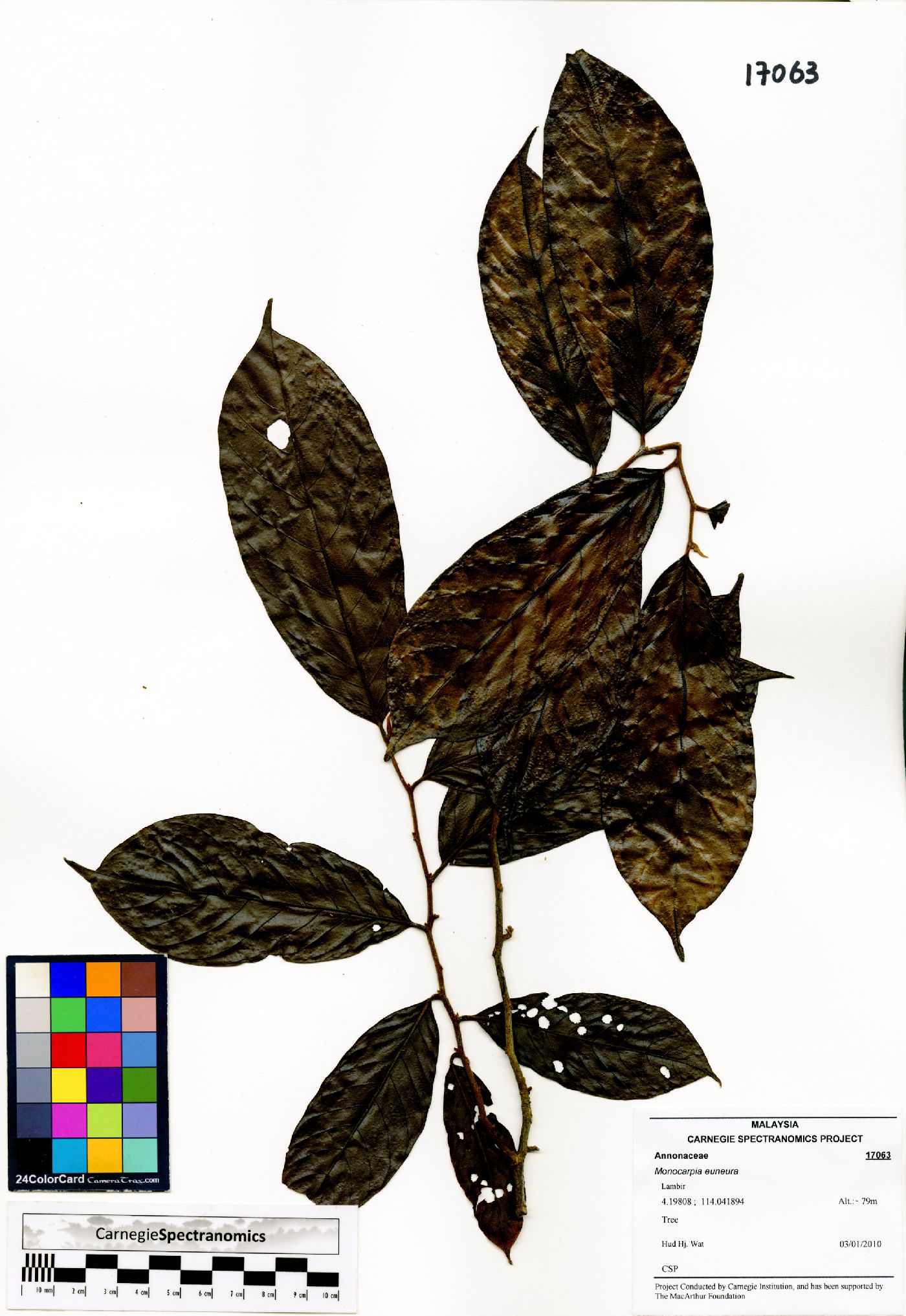 Monocarpia euneura image