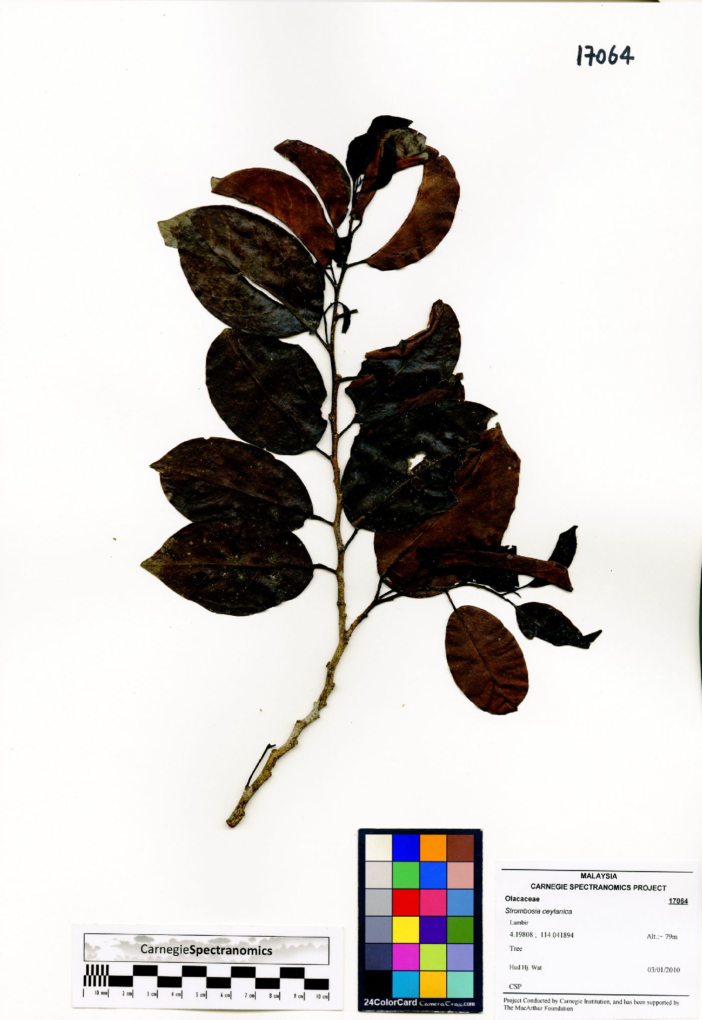 Strombosia ceylanica image