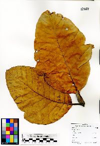 Image of Artocarpus elasticus