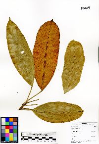Baccaurea angulata image
