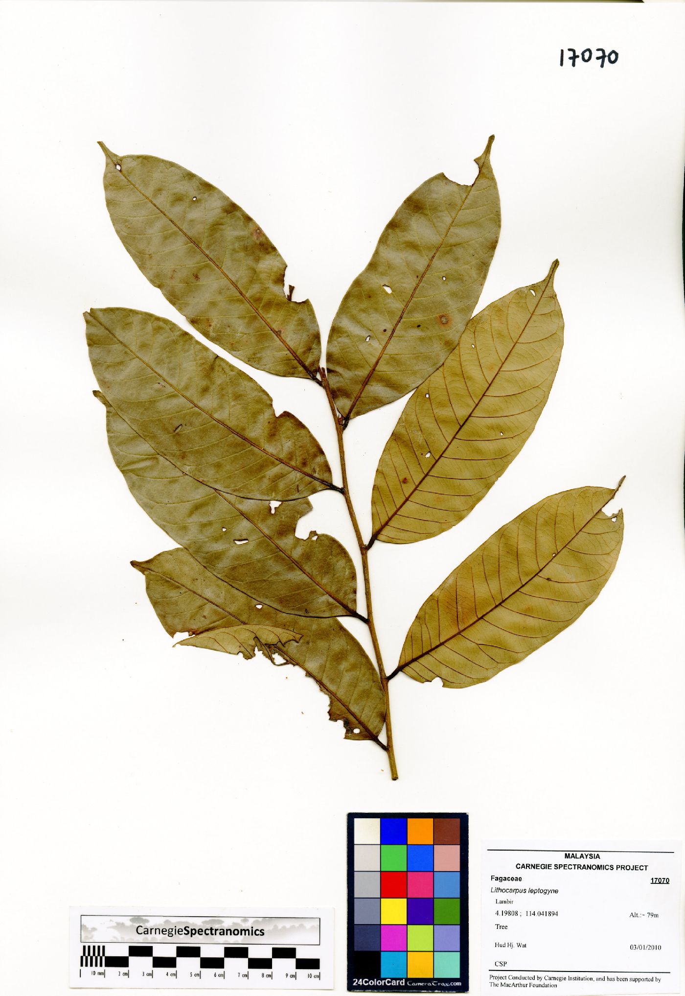 Lithocarpus leptogyne image