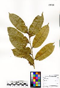 Lithocarpus leptogyne image