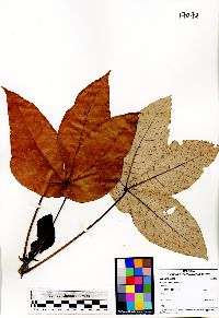 Macaranga hypoleuca image