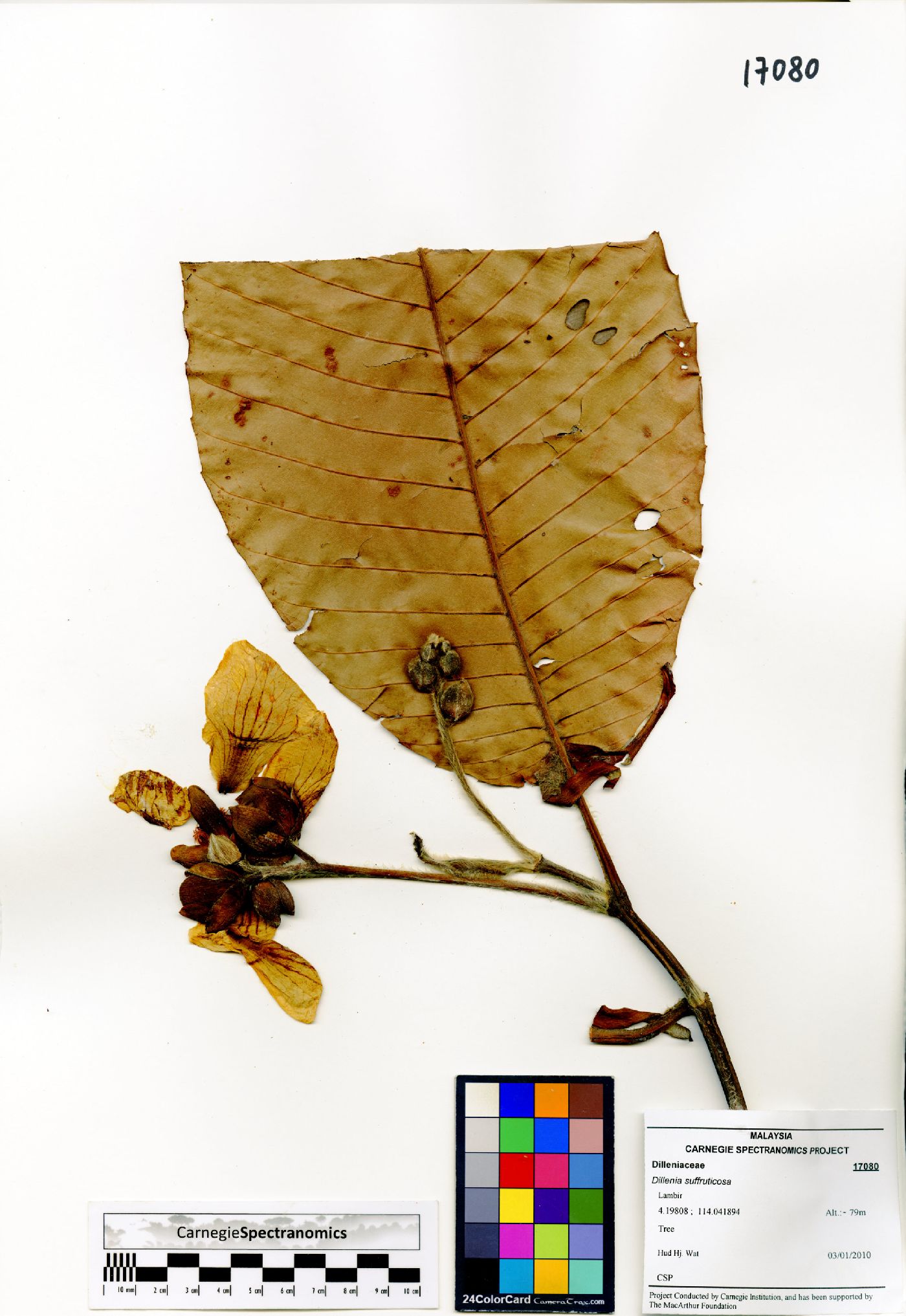 Dillenia suffruticosa image